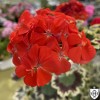 Pelargonium 'Grandeur® Deco Mrs Pollock' - Pelargoon 'Grandeur® Deco Mrs Pollock'